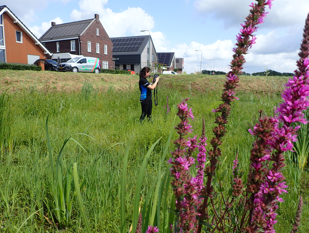 Natuurvriendelijke oevers
